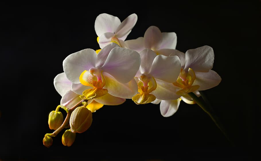 flower, bird, flowering plant, studio shot, black background HD wallpaper
