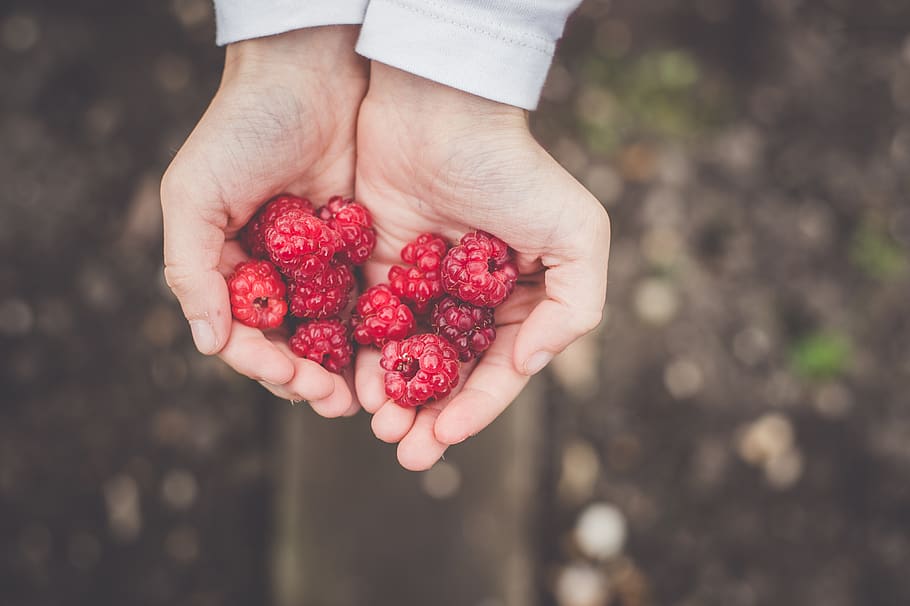 person holding cranberries, human hand, human body part, food and drink HD wallpaper