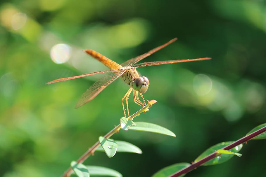 dragonfly, insect, plant, green, nature, leaves, invertebrate HD wallpaper