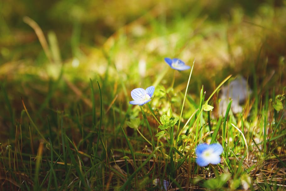 plant, flowering plant, freshness, vulnerability, beauty in nature HD wallpaper
