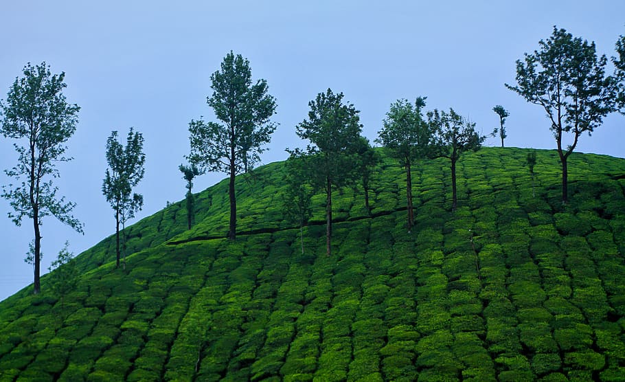 Munnar – Kumarakom Tours Information Center