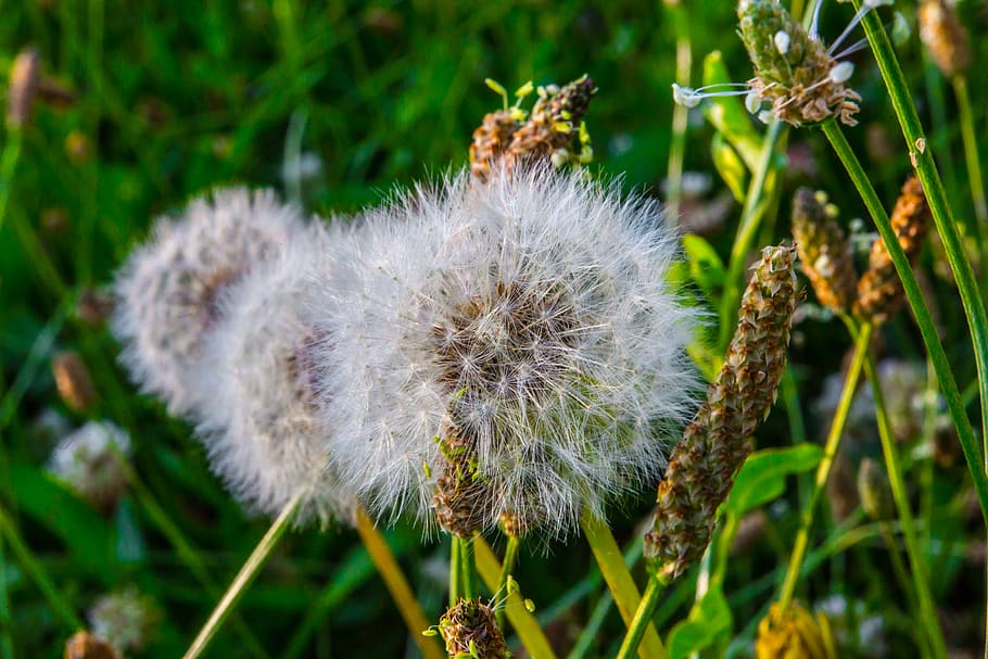 flower, plant, fragility, vulnerability, flowering plant, freshness HD wallpaper