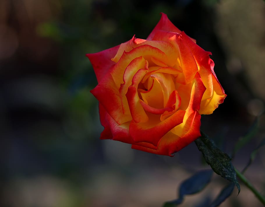 rose, yellow, red, flower, petals, supplies, nice, flowering plant HD wallpaper