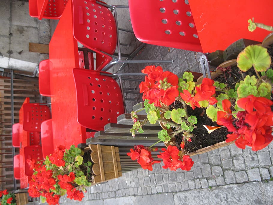 germany, flower, flowering plant, red, nature, day, growth HD wallpaper