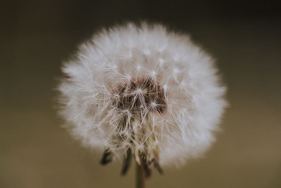 selective focus photography of white dandelion, plant, blossom