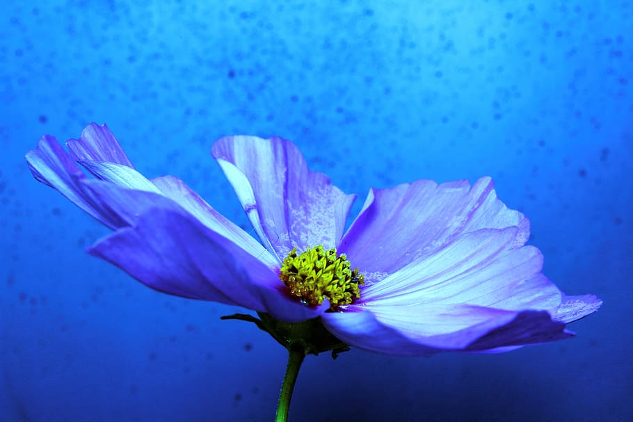 flower, blue, macro, public record, petals, white, bloom, nature HD wallpaper