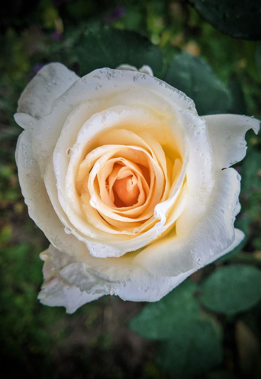 flower, rose, single bloom, floribunda, white, blossomed, raindrop HD wallpaper