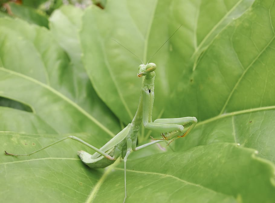 green praying mantis on green leaf, green color, plant part, invertebrate HD wallpaper