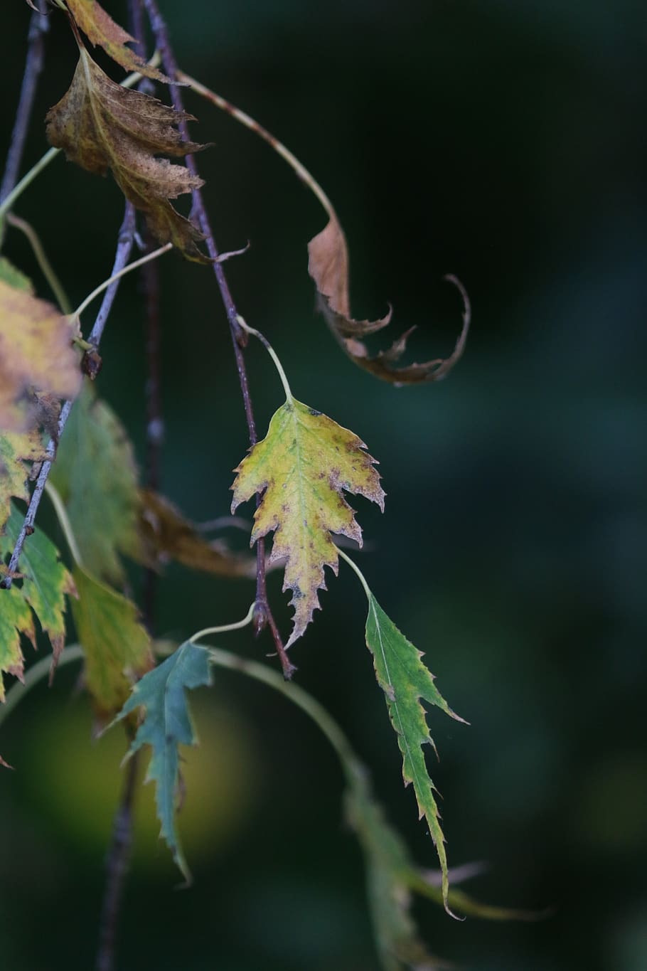 birch, leaves, fall, foliage, season, plant, plant part, leaf HD wallpaper