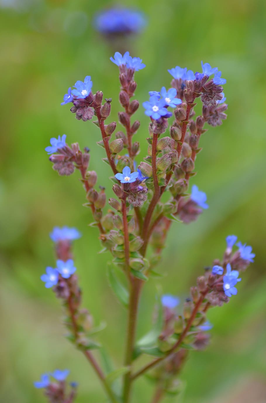 flower, red, blue, purple, small flower, nature, red flower HD wallpaper