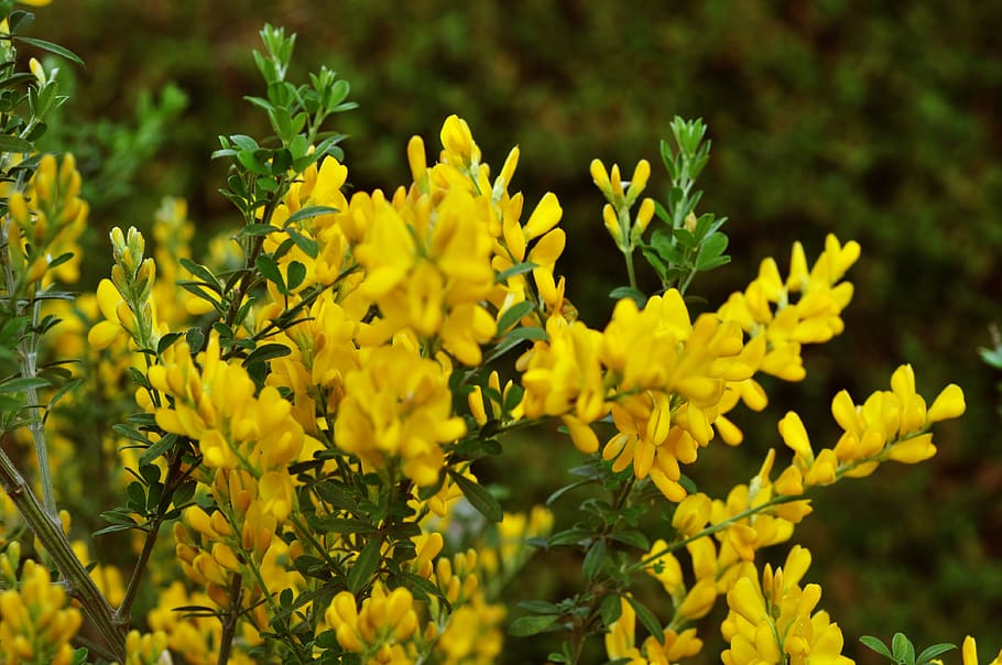 flower, nature, yellow, spring, summer, garden, petals, beauty HD wallpaper