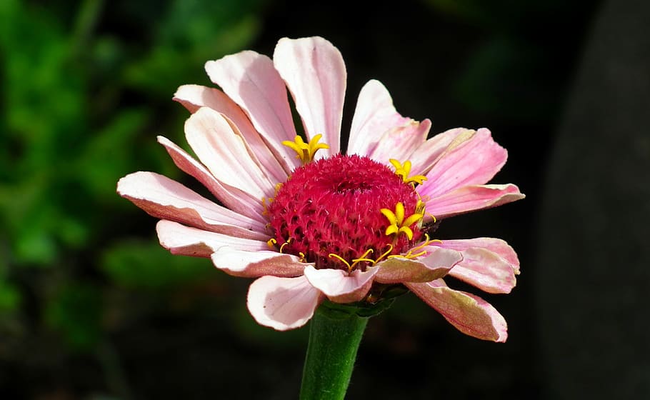 flower, zinnia, summer, nature, garden, macro, closeup, the petals HD wallpaper