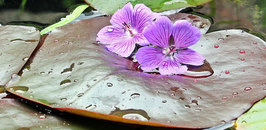 water, lily, fresh, flower, nature, fragrance, garden, blooming HD wallpaper
