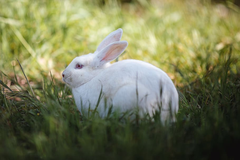 white rabbit on field, animal themes, plant, grass, one animal HD wallpaper