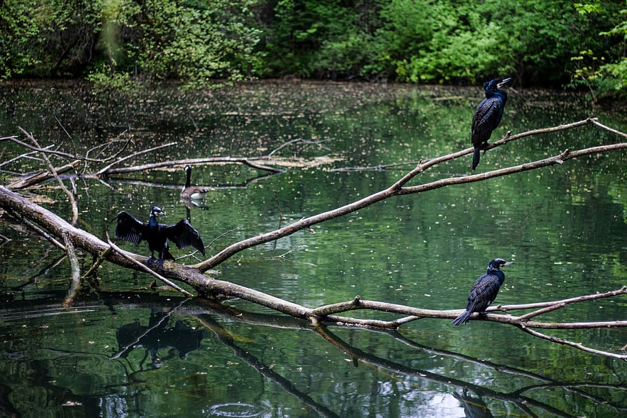 germany, münchen, hellabrunn zoo, water, lake, canon, part HD wallpaper