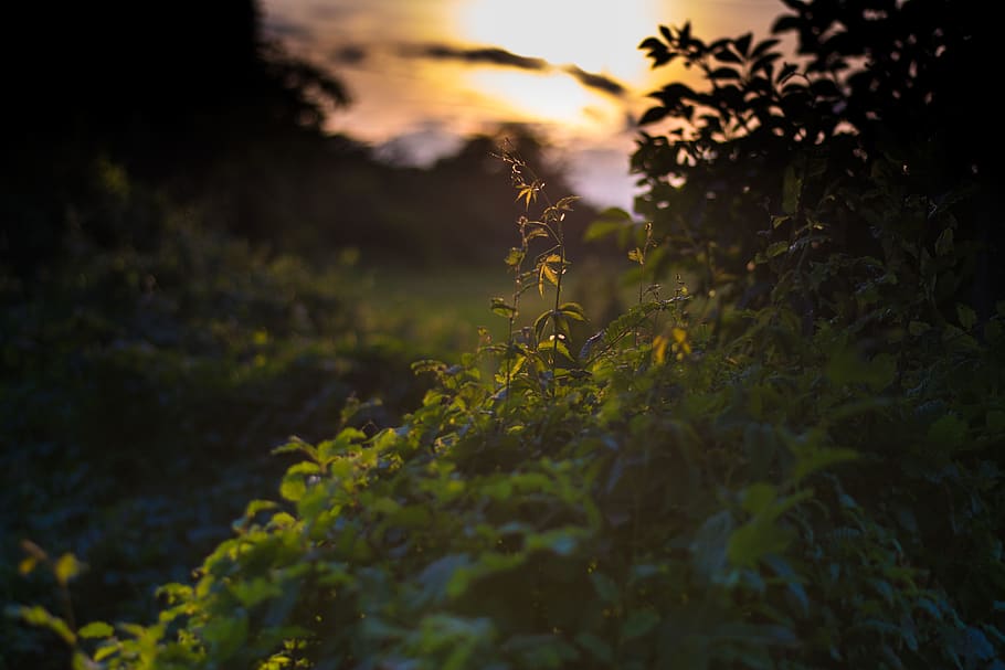 italy, rho, plant, growth, sunset, nature, beauty in nature HD wallpaper