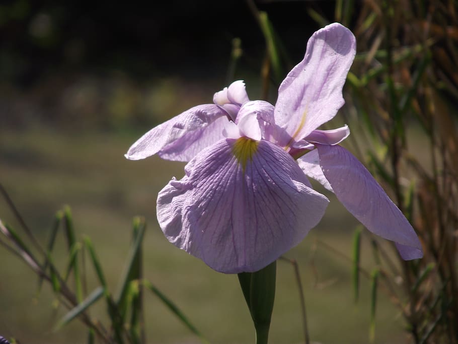 iris, blossom, bloom, flower, nature, lily, spring, ornamental plant HD wallpaper