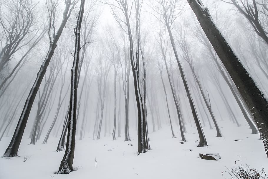 withered tree covered in snow, winter, cold temperature, land HD wallpaper
