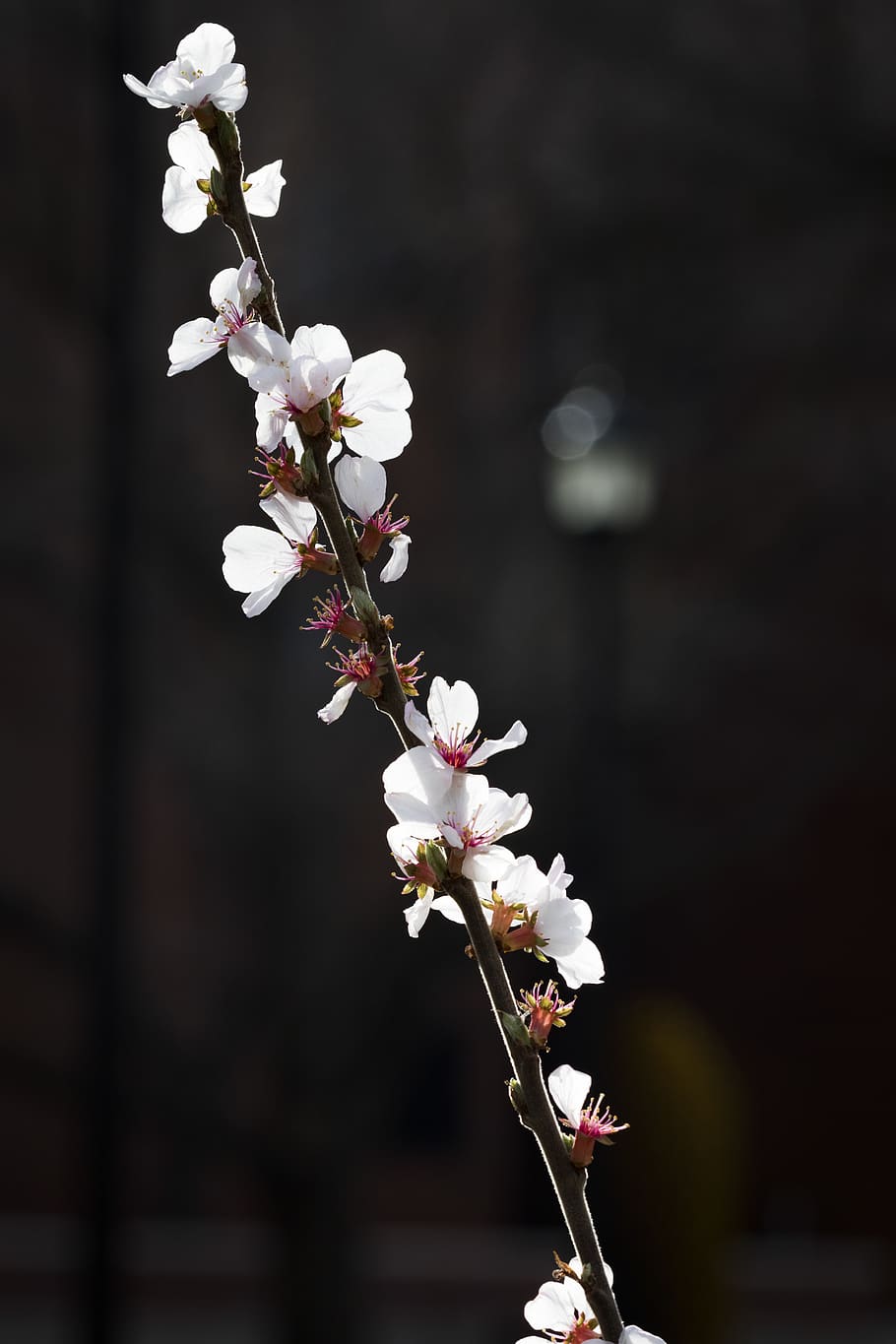 tree, sapling, bud, blossom, bloom, flower, white, pink, spring HD wallpaper