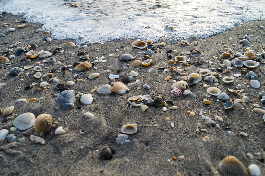 sea shells, ocean, sand, colorfull shells, beach, sunrise, sun rise, HD wallpaper