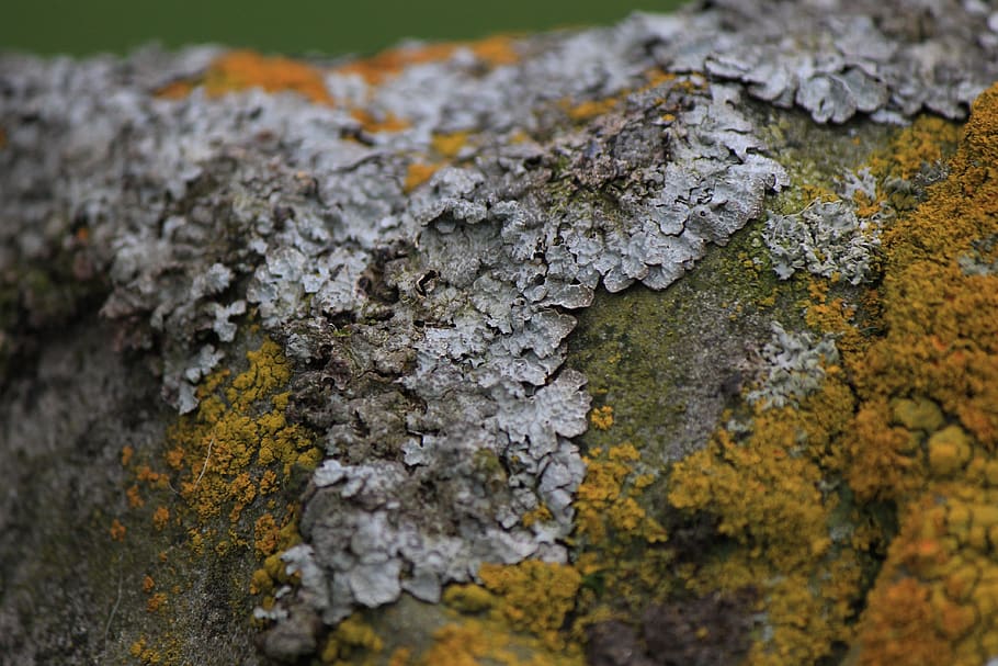 lichen, moss, rock, stone, nature, green, grey, yellow, autumn HD wallpaper