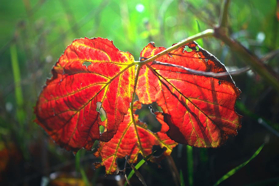leaf, autumn colours, red, yellow, leaves, fall color, bright HD wallpaper