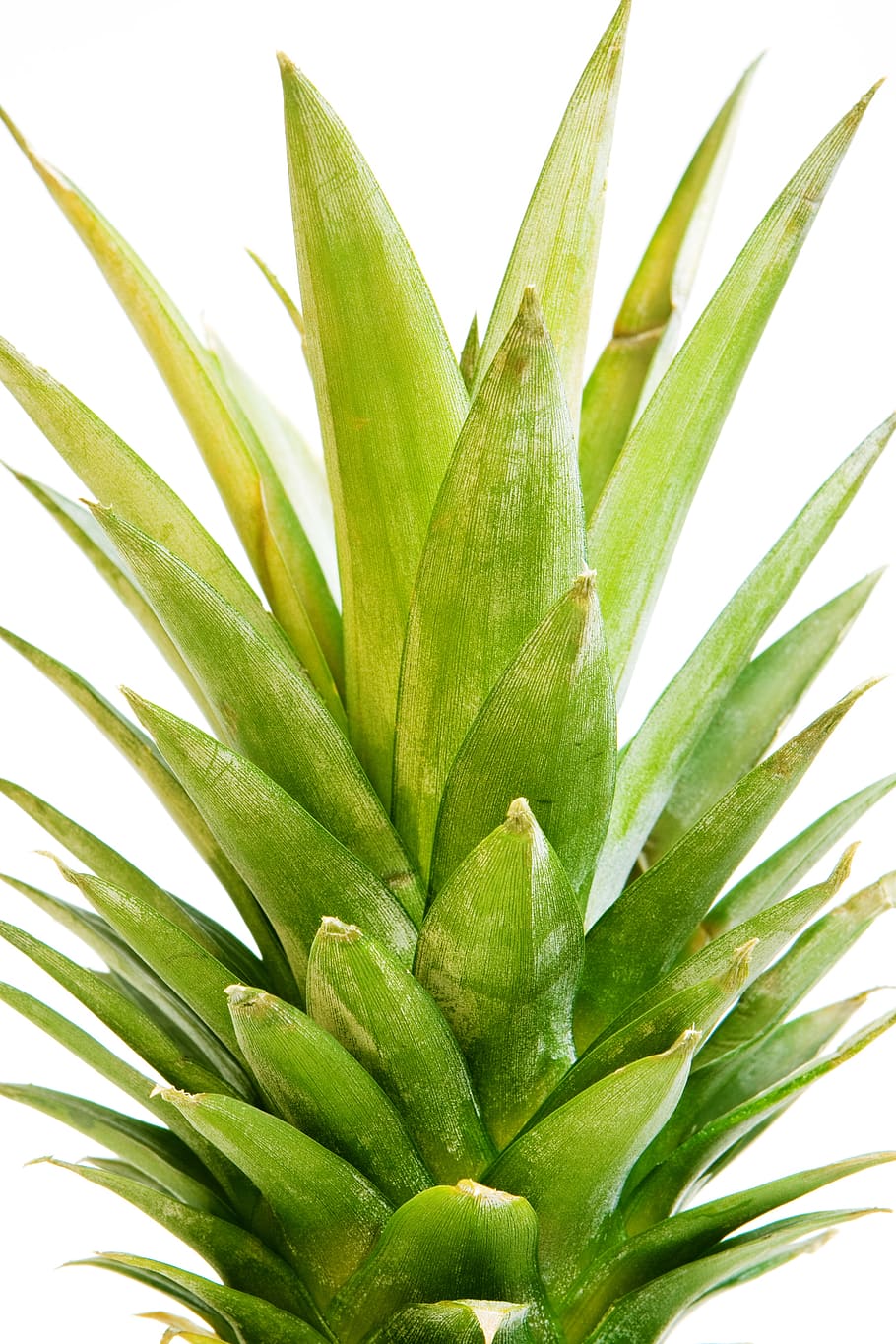 pineapple, ananas, close-up, closeup, diet, dieting, eating HD wallpaper