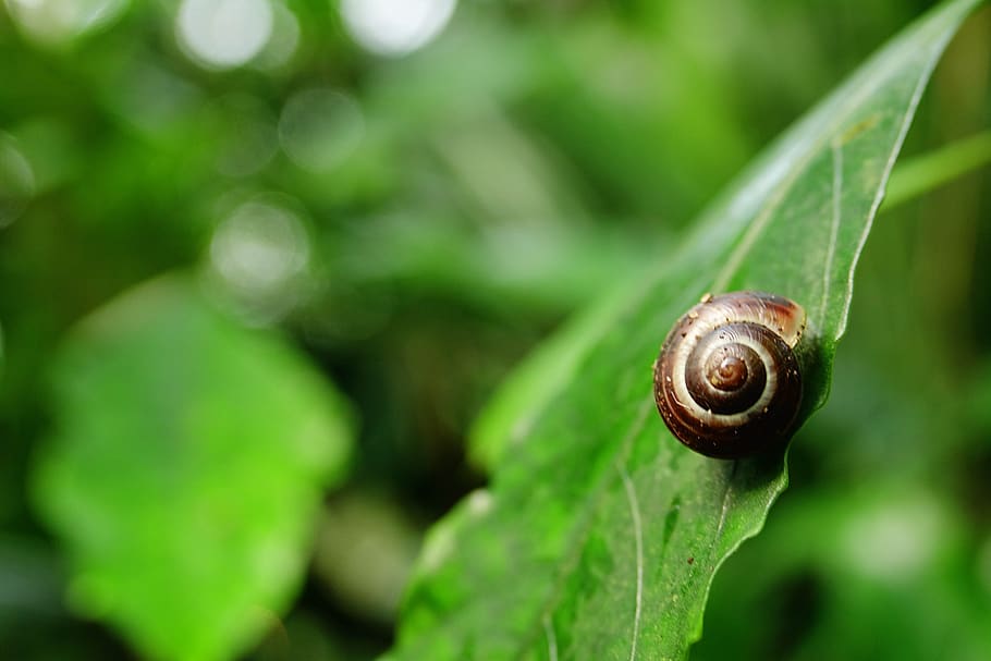 snail, nature, leaves, macro, mollusk, shell, flora, garden HD wallpaper