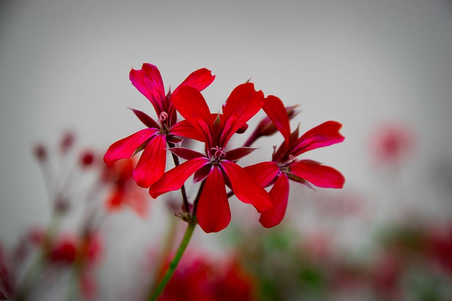 germany, triefenstein, purple, macr, red, nature, sharp, macro HD wallpaper
