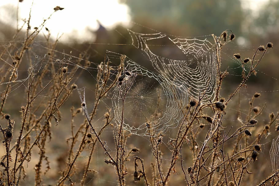 spider web, brambles, thorns, dry, autumn, fragility, vulnerability HD wallpaper