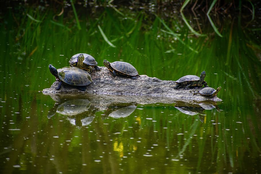 turtles on rock, water, animal themes, animal wildlife, vertebrate HD wallpaper
