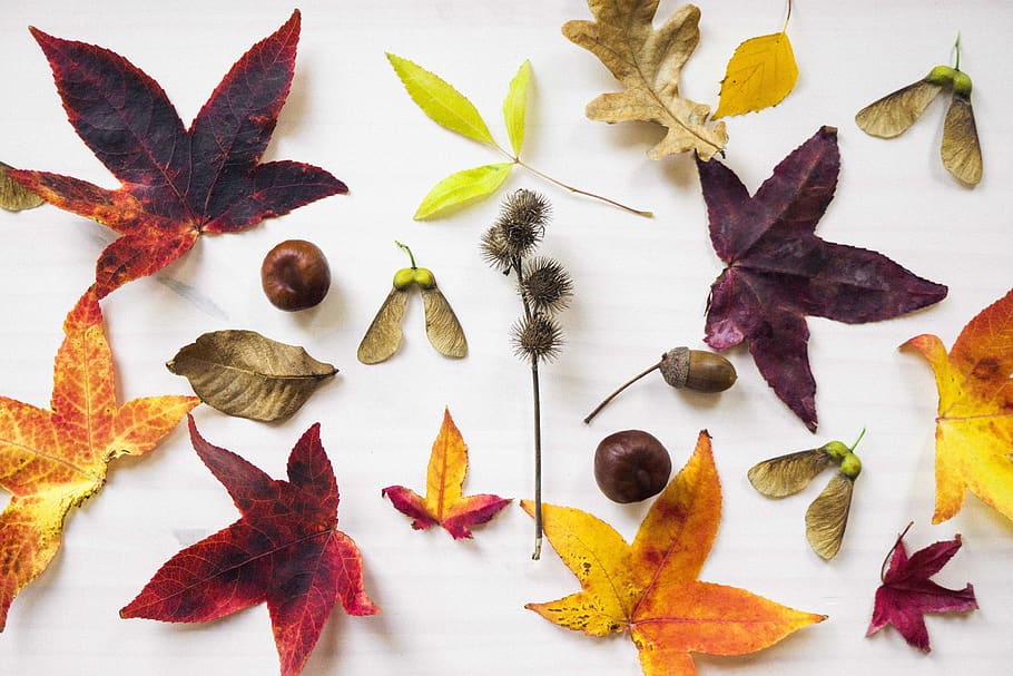 assorted fall leaves on wall, veins, plant, leaf, maple leaf HD wallpaper