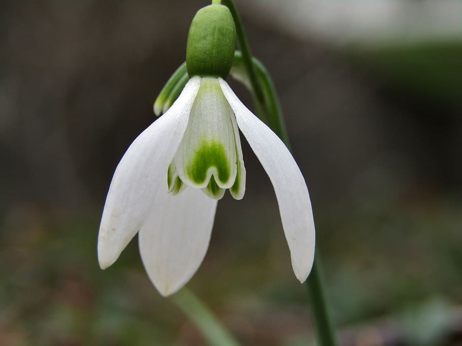 snowdrop, winter, spring, white, macro, nature, plant, flower HD wallpaper