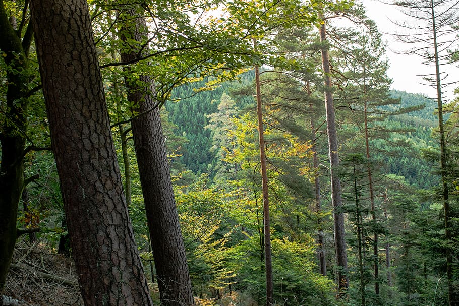 nature, trees, summer, forest, wood, bright, light, plant, land HD wallpaper