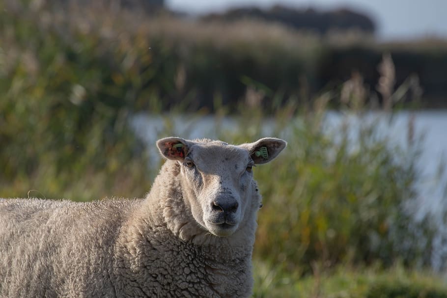 Sheep cattle. Sheep Wool. Oaie.