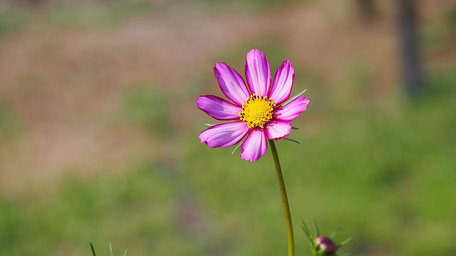 blossom, bloom, flower, pollen, pink, summer, plant, garden HD wallpaper