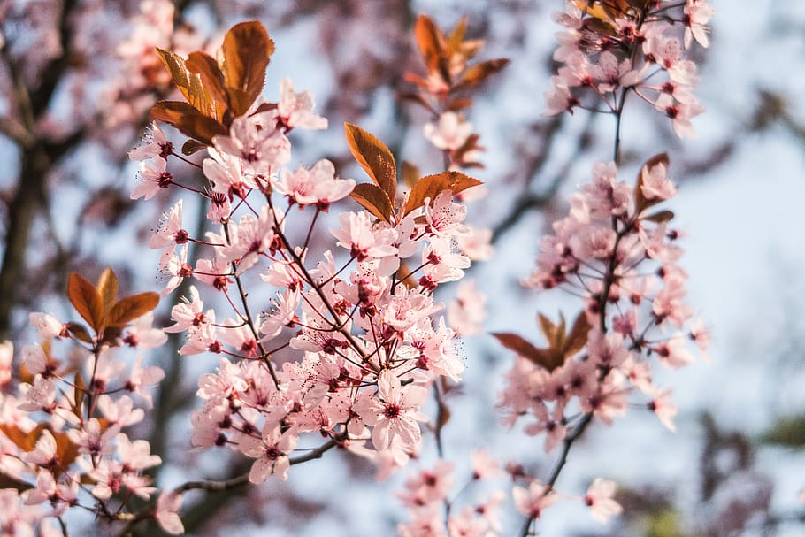 pink petaled flowers, plant, blossom, cherry blossom, spring HD wallpaper