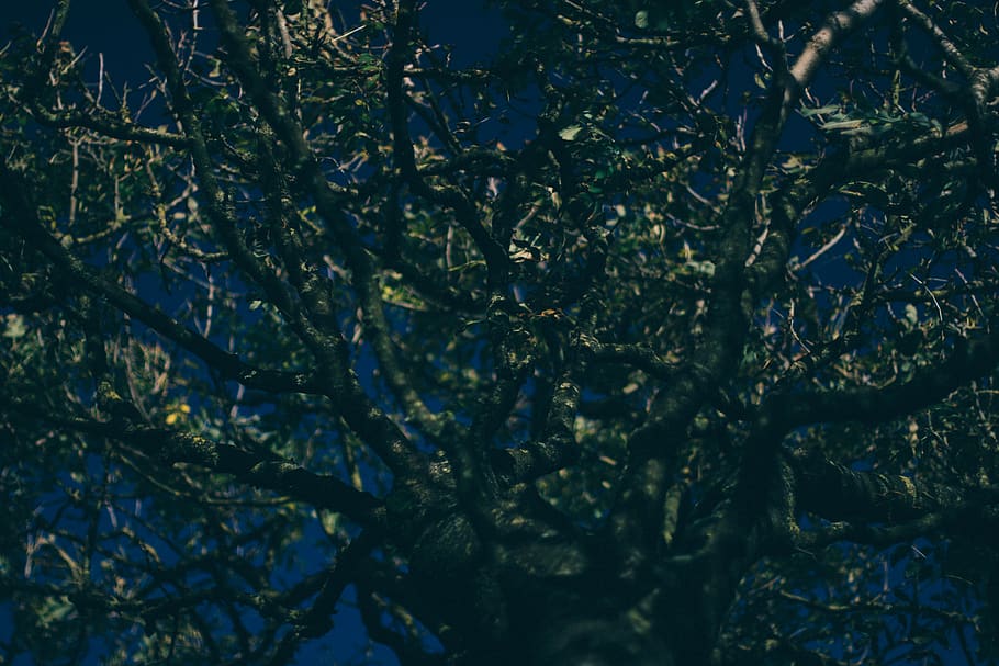 plant, tree, growth, branch, beauty in nature, no people, day HD wallpaper