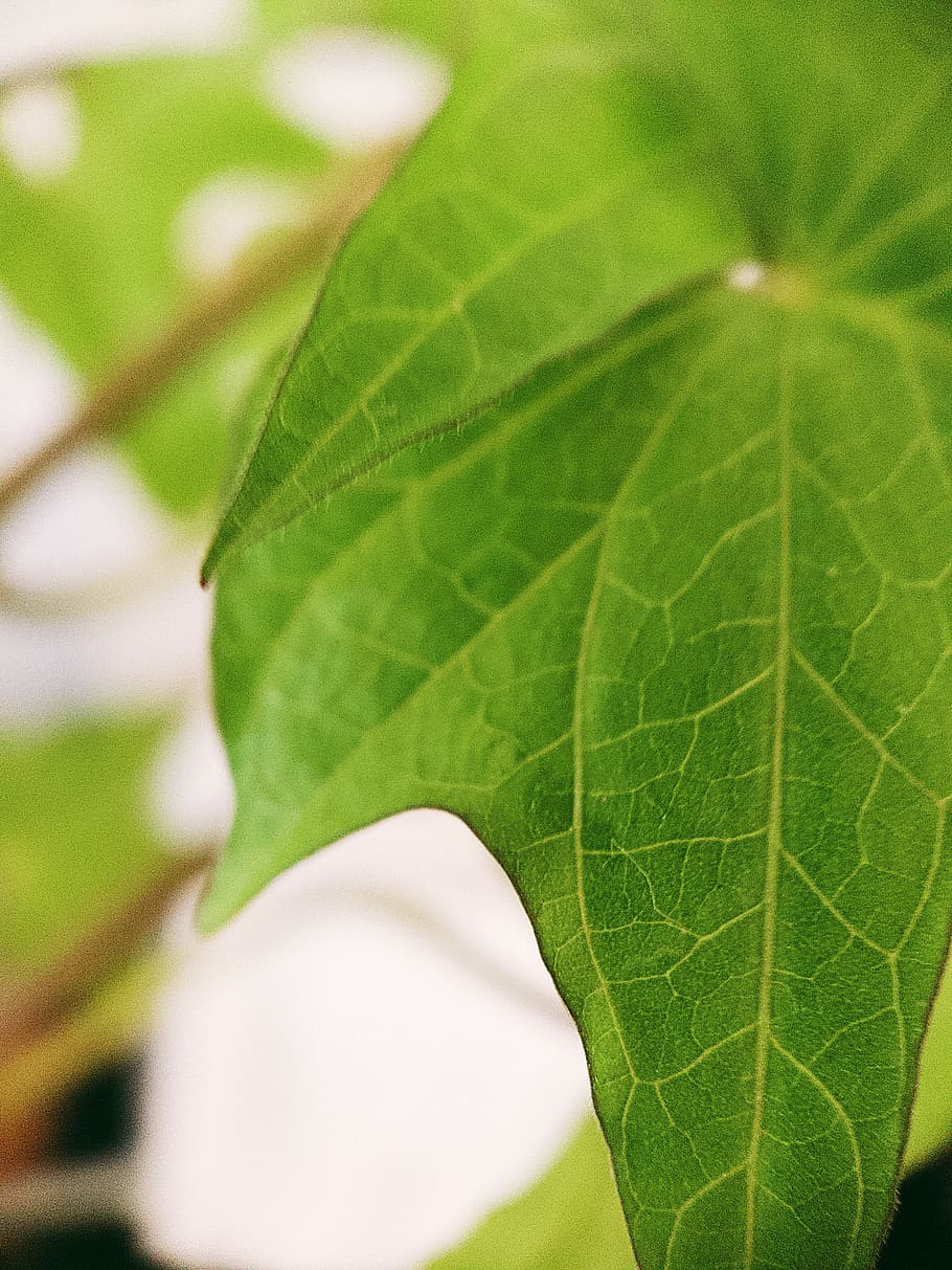 leaf, plant, veins, 1600 meridian ave, united states, miami beach, HD wallpaper