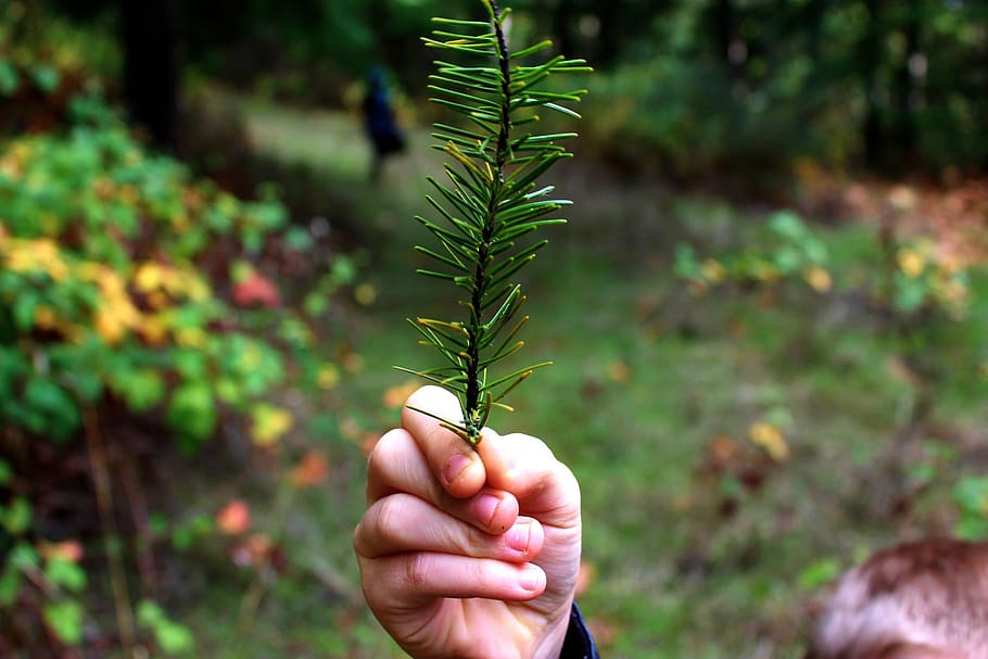 pine, branch, holding, human hand, plant, human body part, one person HD wallpaper