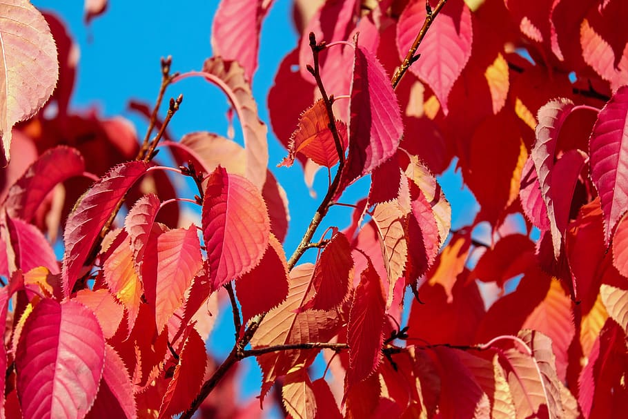 Pink Leafed Tree, beautiful, blur, branches, bright, close-up HD wallpaper