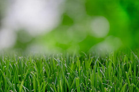 Selective Focus Photography of Green Grass, blur, blurred, eco HD wallpaper