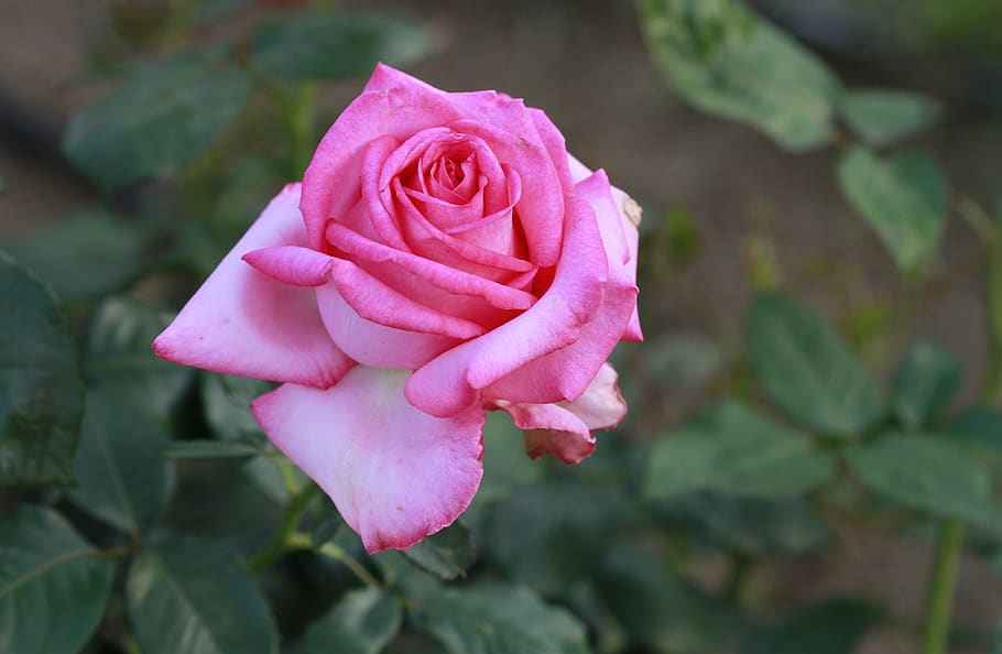rose, flowers, plant, flowering plant, beauty in nature, petal HD wallpaper