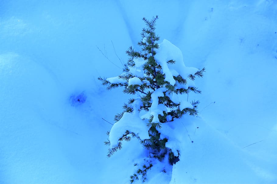 snow, winter, pine, sapling, nature, cold, white, mountains HD wallpaper