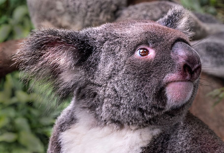 gray and white koala bear, animal themes, one animal, mammal HD wallpaper
