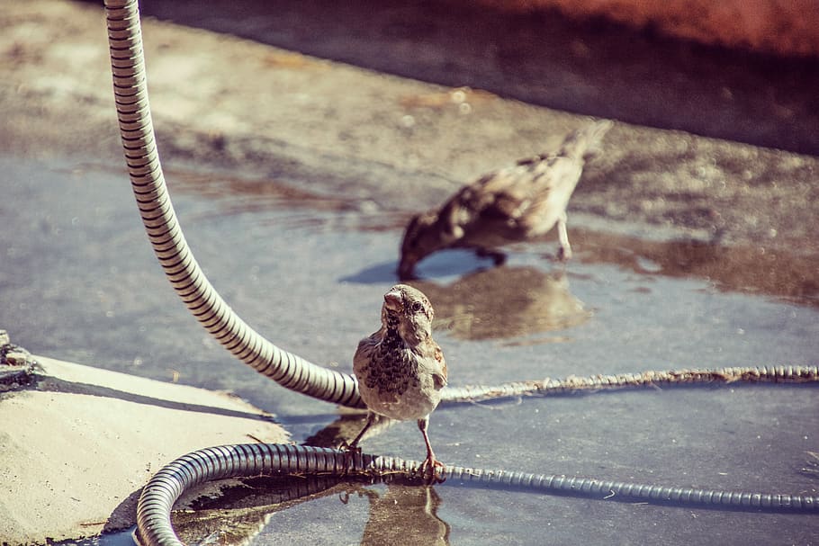 greece, kos, bird, sparrow, water, friends, animal, animal themes HD wallpaper