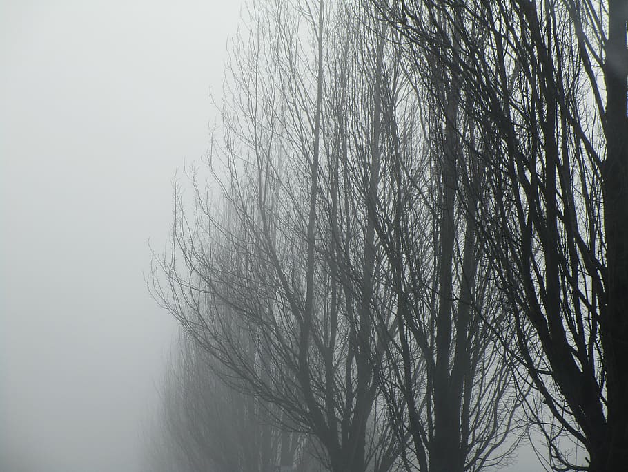 foggy, trees, branches, winter, bare tree, plant, nature, sky HD wallpaper