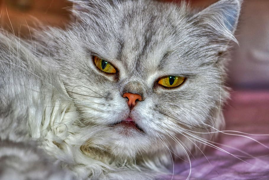 cat, persian, fluffy, eyes, grey, relaxed cat, beautiful, silver, HD wallpaper
