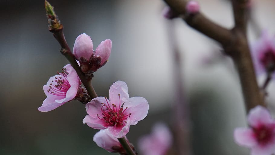 Peach tree 1080P, 2K, 4K, 5K HD wallpapers free download | Wallpaper Flare