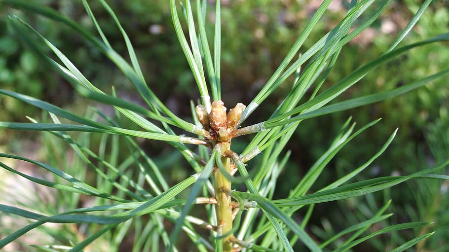 pine, needle, nature, tree, conifer, plant, green color, close-up HD wallpaper